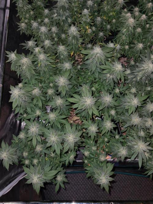 White Widow | Green House Seed Co.. Week 19 - 21-10 #1 Lights off