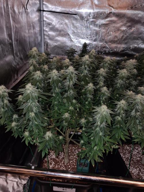 White Widow | Green House Seed Co.. Week 19 - 21-10 #1 Lights off