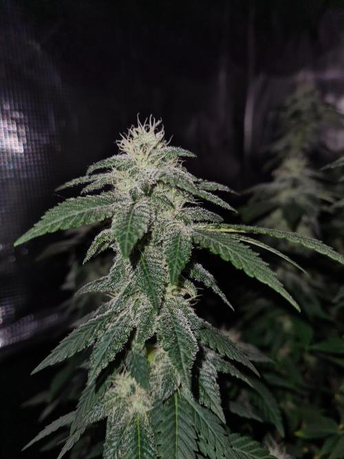 White Widow | Green House Seed Co.. Week 19 - 21-10 #1 Lights off