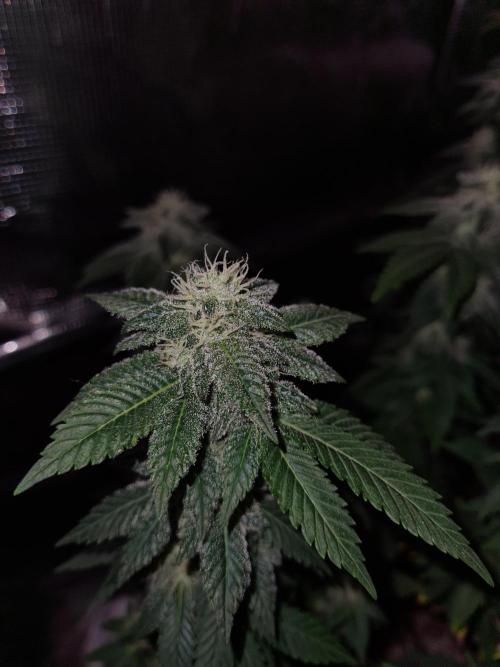 White Widow | Green House Seed Co.. Week 19 - 21-10 #1 Lights off
