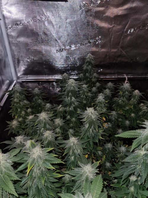 White Widow | Green House Seed Co.. Week 19 - 21-10 #2 Lights off