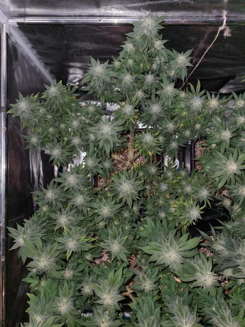 White Widow | Green House Seed Co.. Week 19 - 21-10 #2 Lights off