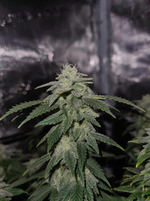 White Widow | Green House Seed Co.. Week 19 - 21-10 #2 Lights off