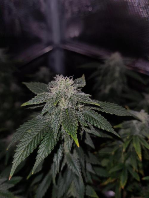 White Widow | Green House Seed Co.. Week 19 - 21-10 #2 Lights off