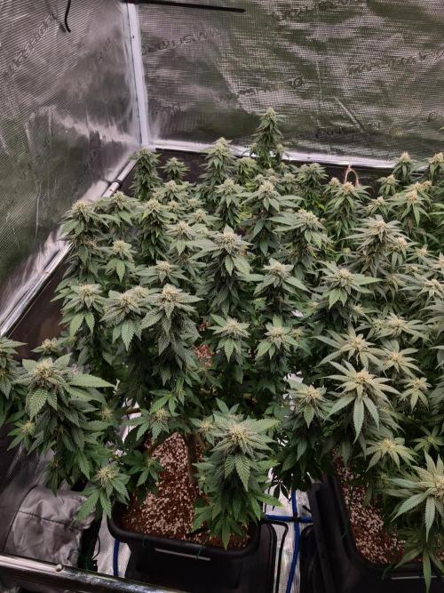 White Widow | Green House Seed Co.. Week 19 - 21-10