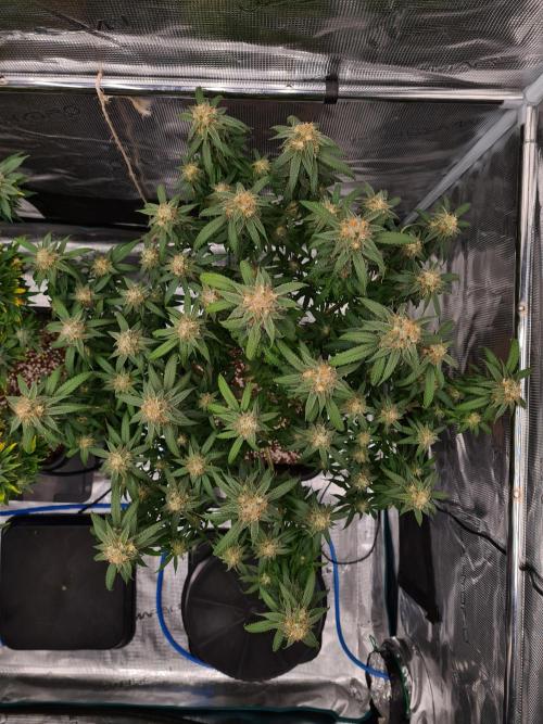 Haze Berry | Royal Queen Seeds. Week 20 - 30-10 #2