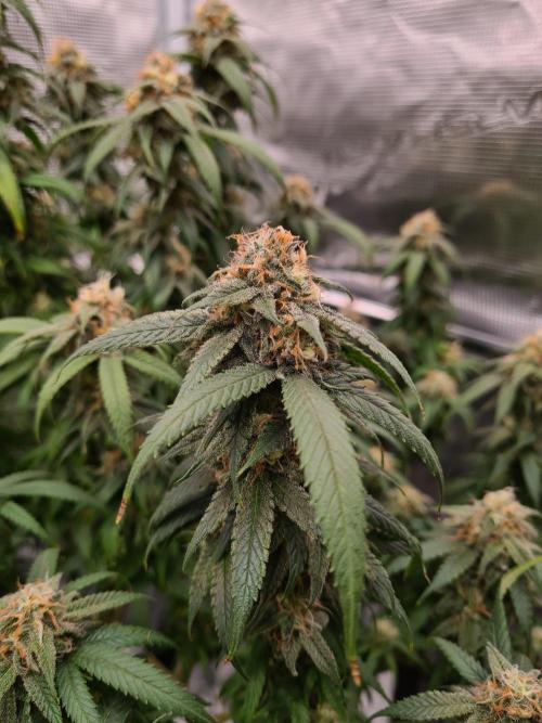 Haze Berry | Royal Queen Seeds. Week 20 - 30-10 #2