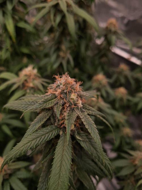 Haze Berry | Royal Queen Seeds. Week 20 - 30-10 #2