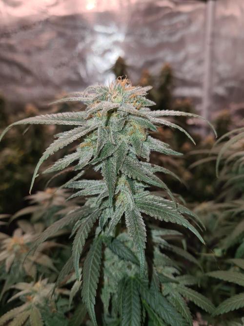 Haze Berry | Royal Queen Seeds. Week 20 - 30-10 #1