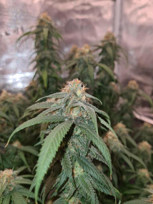 Haze Berry | Royal Queen Seeds. Week 20 - 30-10 #2