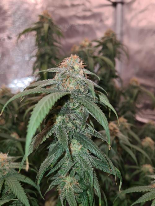 Haze Berry | Royal Queen Seeds. Week 20 - 30-10 #2