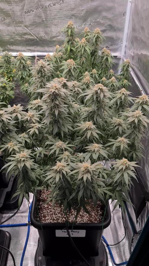 Haze Berry | Royal Queen Seeds