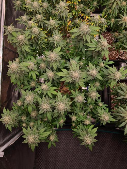 White Widow | Green House Seed Co.. Week 20 - 30-10 #1