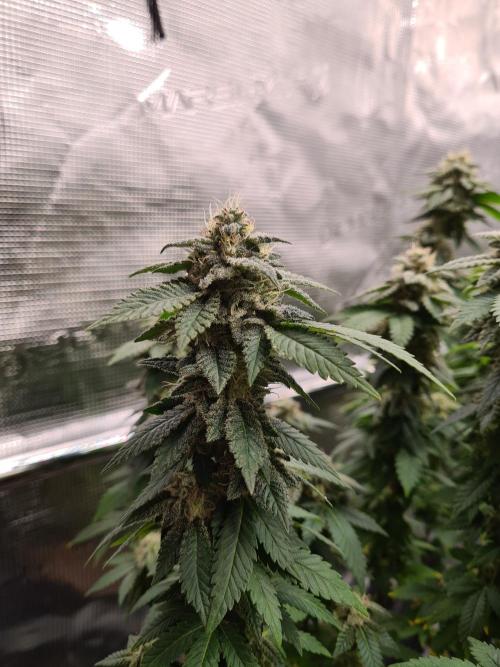 White Widow | Green House Seed Co.. Week 20 - 30-10 #1