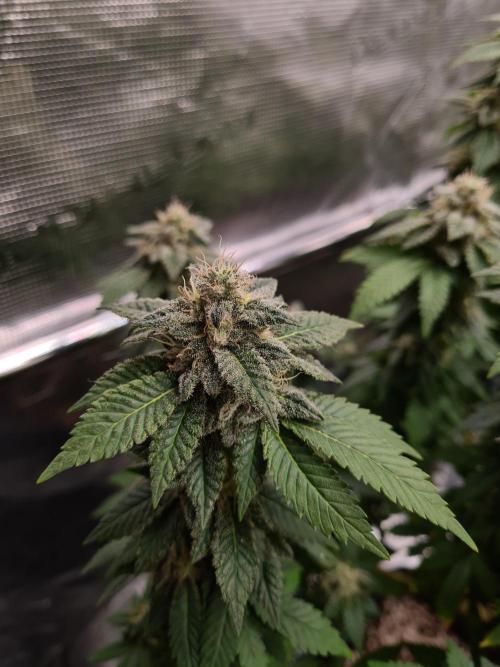 White Widow | Green House Seed Co.. Week 20 - 30-10 #1