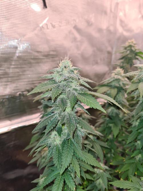 White Widow | Green House Seed Co.. Week 20 - 30-10 #1