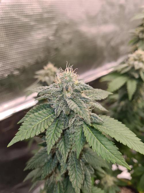 White Widow | Green House Seed Co.. Week 20 - 30-10 #1