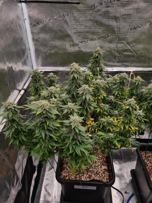 White Widow | Green House Seed Co.. Week 20 - 30-10 #2