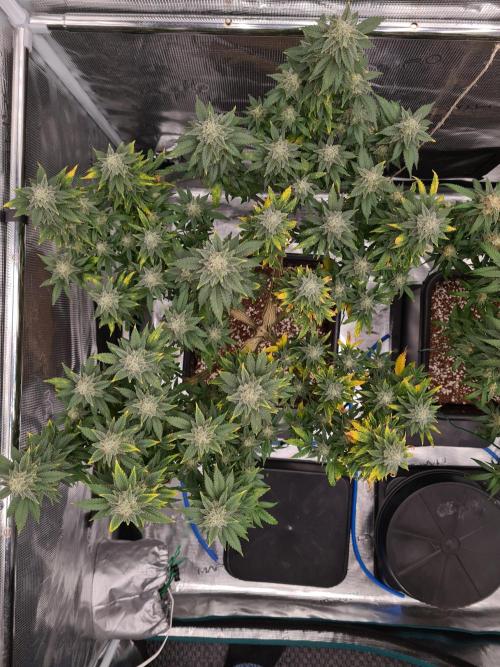 White Widow | Green House Seed Co.. Week 20 - 30-10 #2