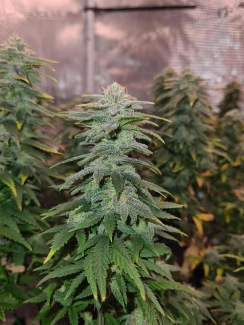 White Widow | Green House Seed Co.. Week 20 - 30-10 #2