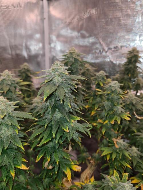 White Widow | Green House Seed Co.. Week 20 - 30-10 #2