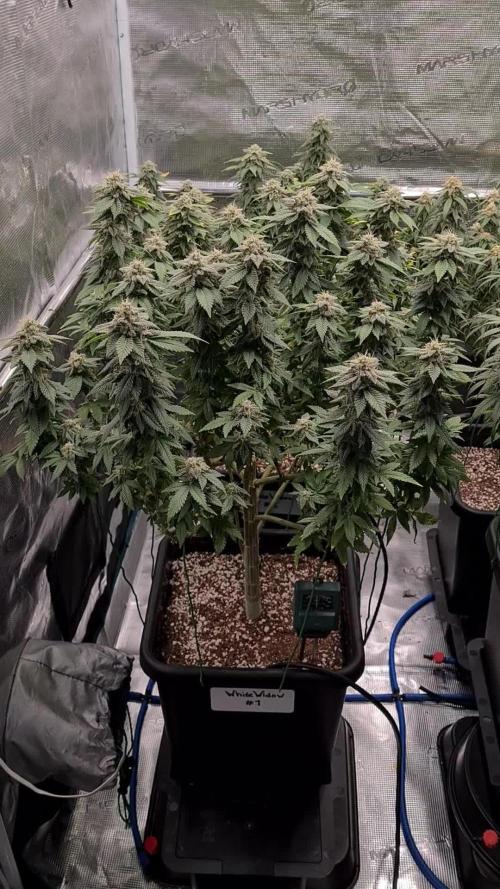 White Widow | Green House Seed Co.