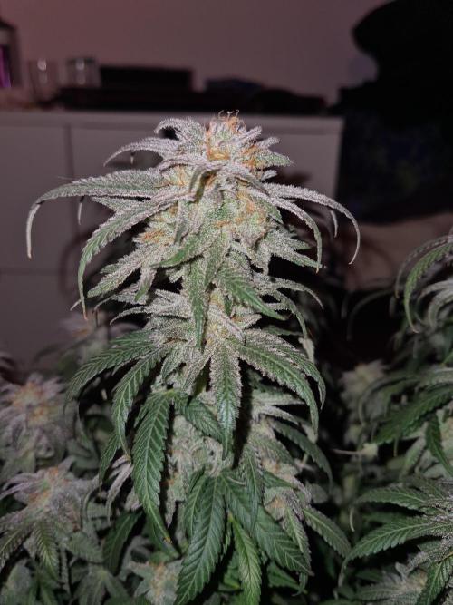 Haze Berry | Royal Queen Seeds. Week 21 - 6-11 #1