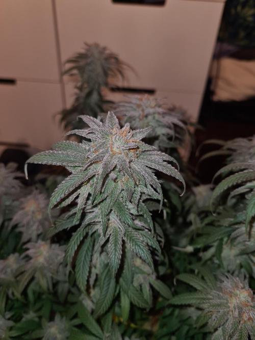 Haze Berry | Royal Queen Seeds. Week 21 - 6-11 #1