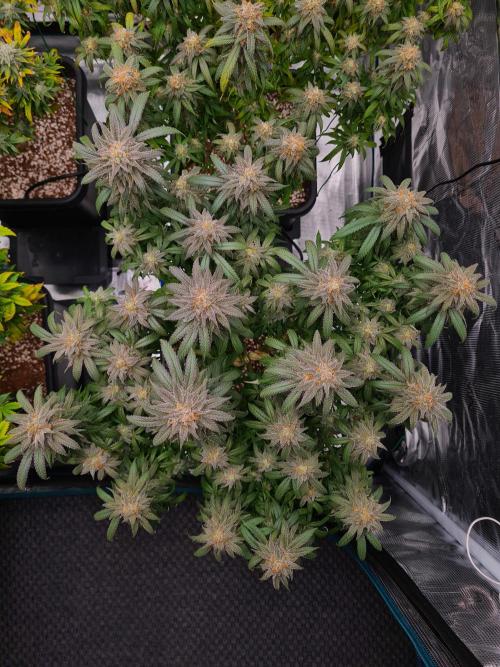 Haze Berry | Royal Queen Seeds. Week 21 - 6-11 #1