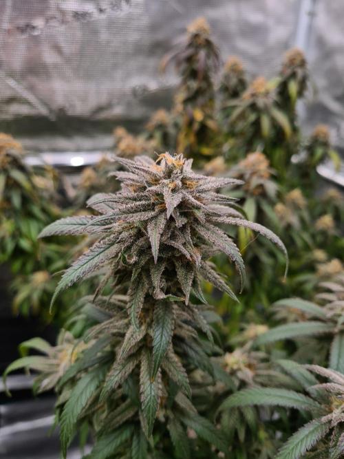 Haze Berry | Royal Queen Seeds. Week 21 - 6-11 #1