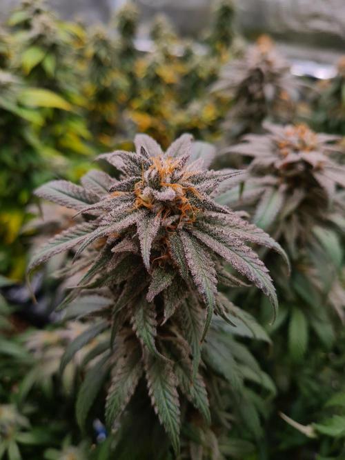 Haze Berry | Royal Queen Seeds. Week 21 - 6-11 #1