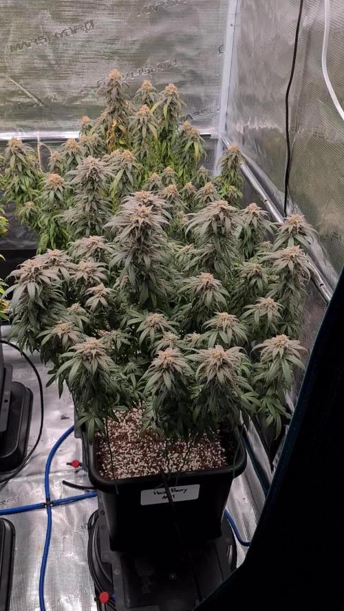 Haze Berry | Royal Queen Seeds