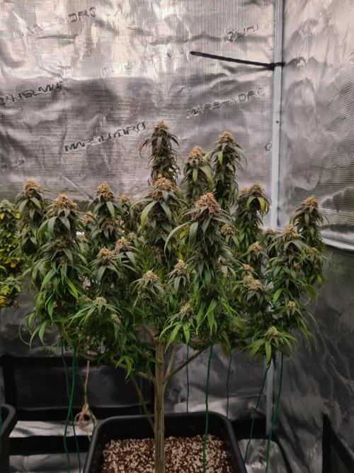 Haze Berry | Royal Queen Seeds. Week 21 - 6-11 #2