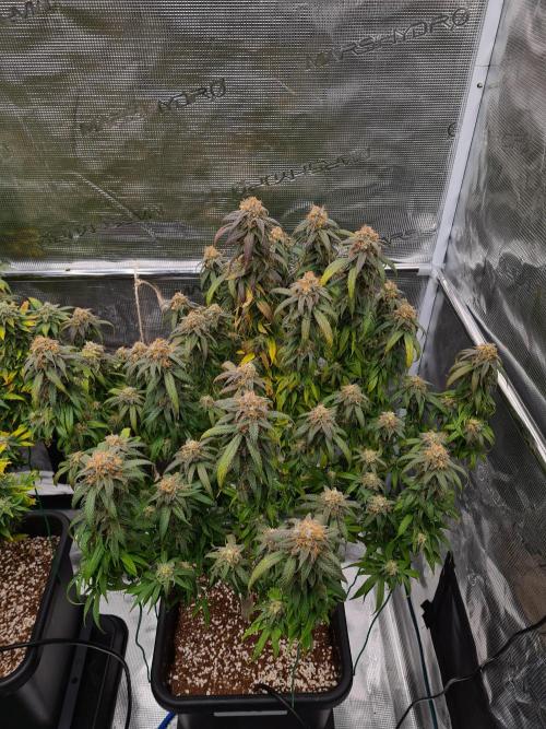 Haze Berry | Royal Queen Seeds. Week 21 - 6-11 #2