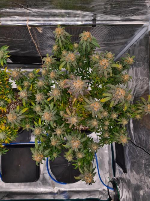 Haze Berry | Royal Queen Seeds. Week 21 - 6-11 #2