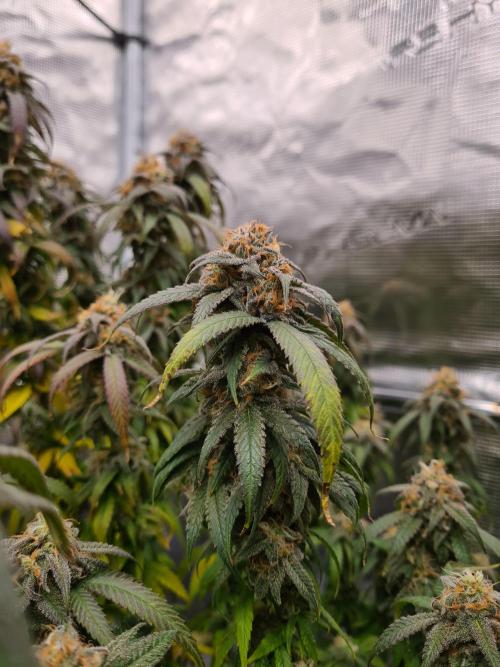 Haze Berry | Royal Queen Seeds. Week 21 - 6-11 #2