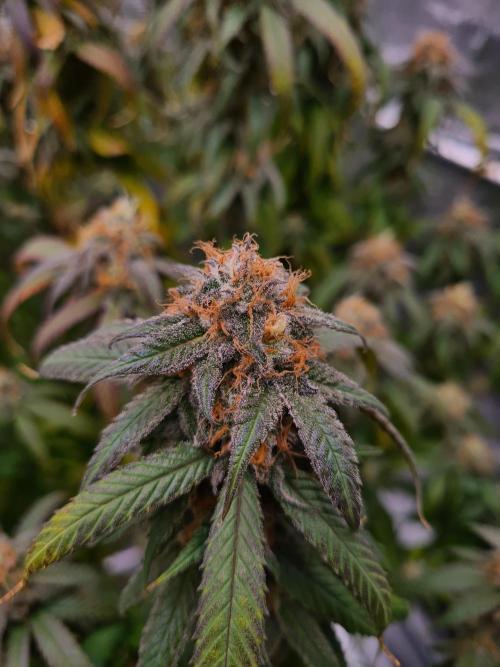 Haze Berry | Royal Queen Seeds. Week 21 - 6-11 #2