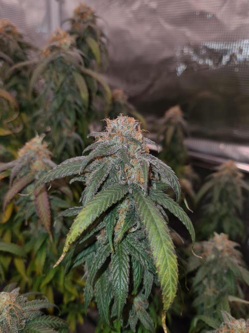 Haze Berry | Royal Queen Seeds. Week 21 - 6-11 #2