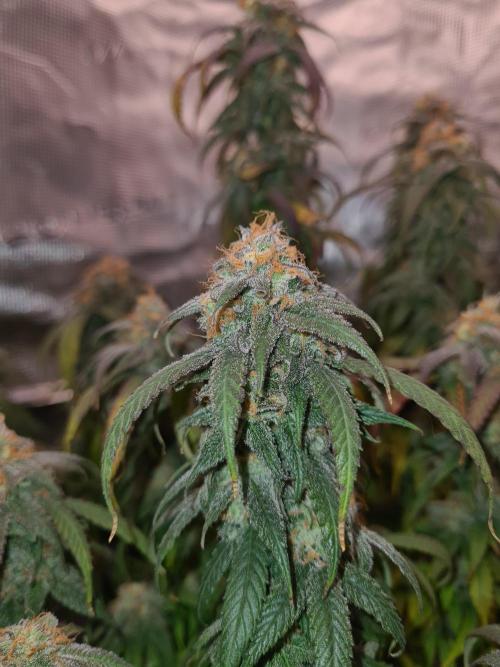 Haze Berry | Royal Queen Seeds. Week 21 - 6-11 #2