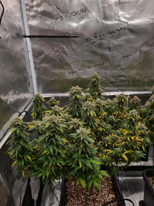 White Widow | Green House Seed Co.. Week 21 - 6-11 #2