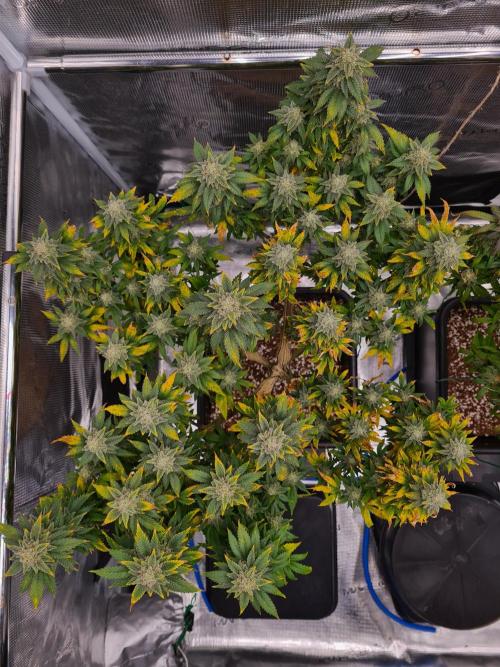 White Widow | Green House Seed Co.. Week 21 - 6-11 #2