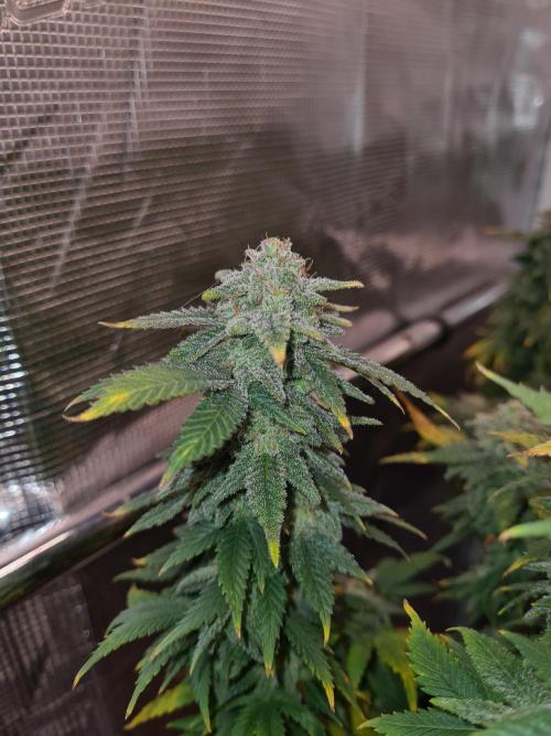 White Widow | Green House Seed Co.. Week 21 - 6-11 #2