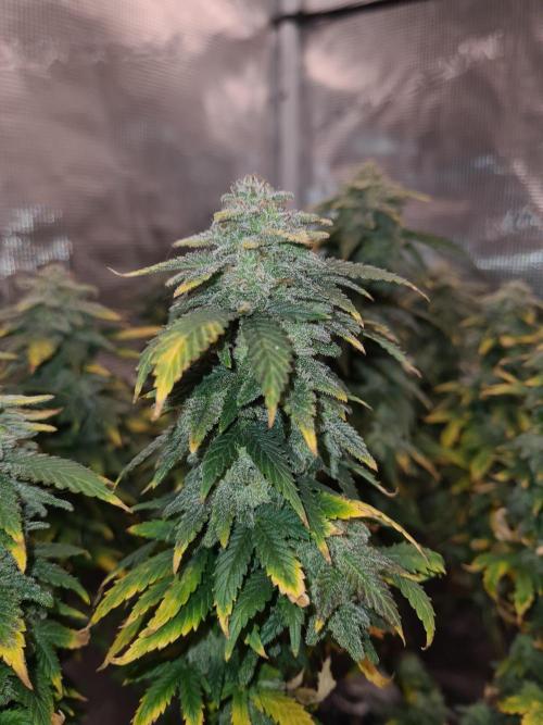 White Widow | Green House Seed Co.. Week 21 - 6-11 #2