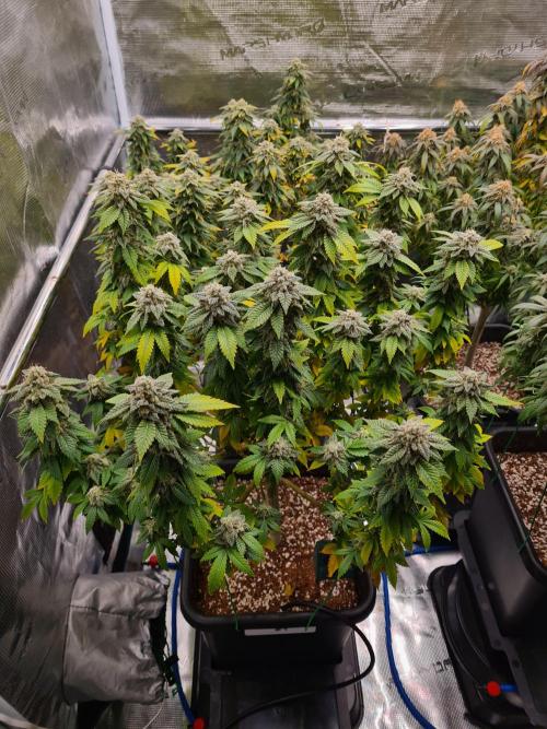 White Widow | Green House Seed Co.. Week 21 - 6-11 #1