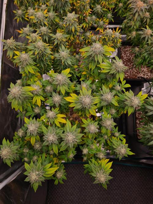 White Widow | Green House Seed Co.. Week 21 - 6-11 #1