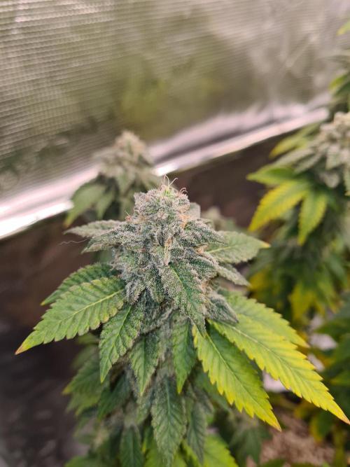 White Widow | Green House Seed Co.. Week 21 - 6-11 #1