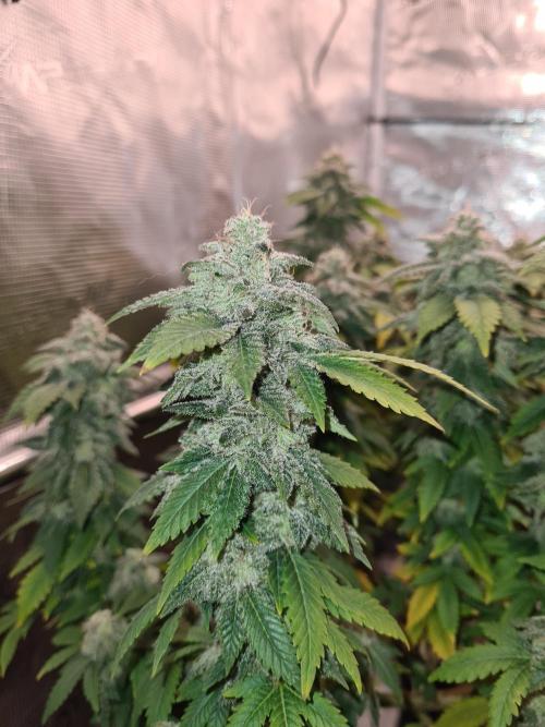 White Widow | Green House Seed Co.. Week 21 - 6-11 #1