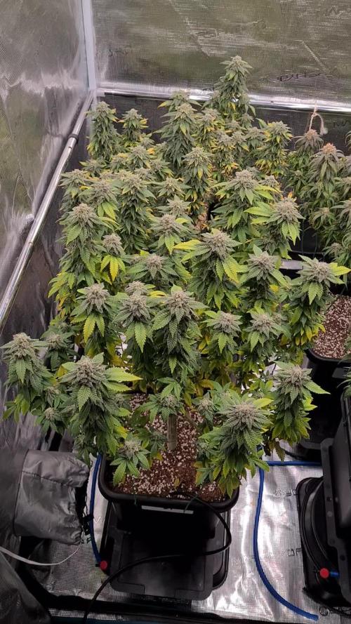 White Widow | Green House Seed Co.