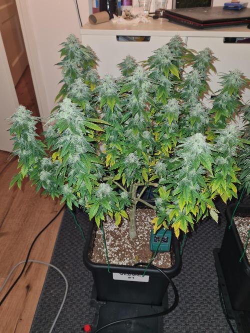 White Widow | Green House Seed Co.. Week 21 - 6-11 #1