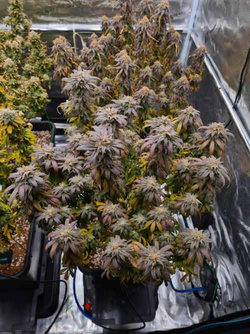 Haze Berry | Royal Queen Seeds. Week 22 - 15-11 #1